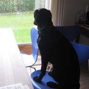 Labrador retriever Sally