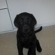 Labrador retriever Sally