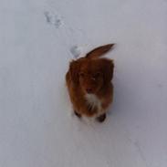 Nova scotia duck tolling retriever Millle