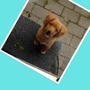 Nova scotia duck tolling retriever Millle