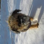 Griffon bruxellois Frida