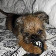 Griffon bruxellois Frida