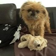 Griffon bruxellois Frida