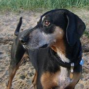 Blanding af racer Oskar