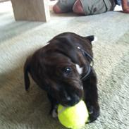 Staffordshire bull terrier KAY