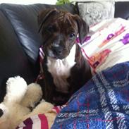 Staffordshire bull terrier KAY