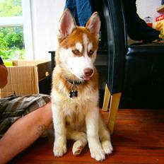 Siberian husky Valder