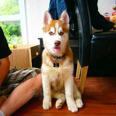 Siberian husky Valder