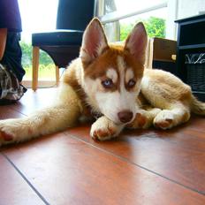 Siberian husky Valder