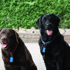 Labrador retriever sofus - R.I.P 15/10-16