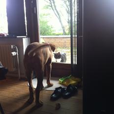 Dogue de bordeaux Pumba