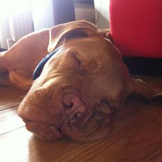 Dogue de bordeaux Pumba