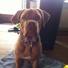 Dogue de bordeaux Pumba