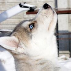 Siberian husky Calypso Linora Iceblue