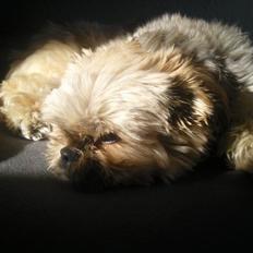 Blanding af racer Balu