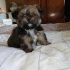 Blanding af racer Balu