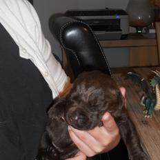 Labrador retriever Harald