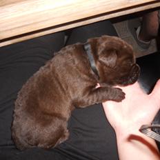 Labrador retriever Harald