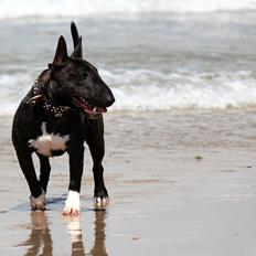 Bullterrier miniature Snoopy
