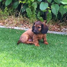 Miniature gravhund Daisy