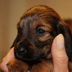 Miniature gravhund Daisy