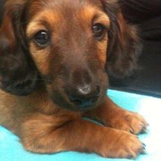 Miniature gravhund Daisy