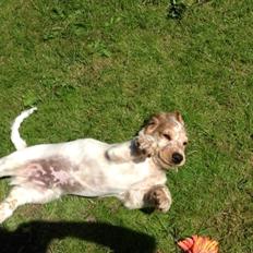Cocker spaniel Karlo