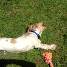 Cocker spaniel Karlo