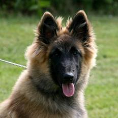 Tervueren Dailee (udtales dejlig)