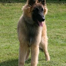 Tervueren Dailee (udtales dejlig)