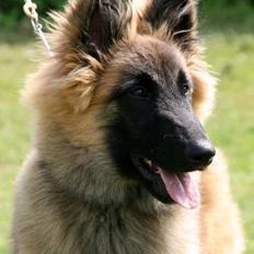 Tervueren Dailee (udtales dejlig)