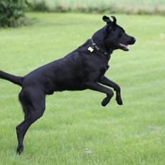 Blanding af racer Fredenslund's Andy