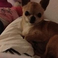 Chihuahua Frontrunners Ready To Play - Ready