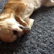 Chihuahua Frontrunners Ready To Play - Ready