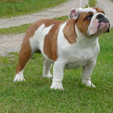 Engelsk bulldog malcom's Maroon Meringue - Arthur