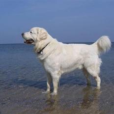 Polski owczarek podhalanski CODY