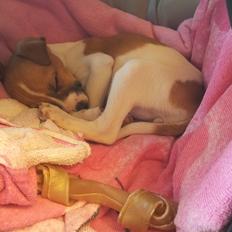 Dansk svensk gaardhund Emma