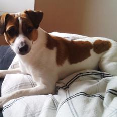 Dansk svensk gaardhund Emil