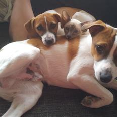 Dansk svensk gaardhund Emil