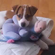 Dansk svensk gaardhund Emil