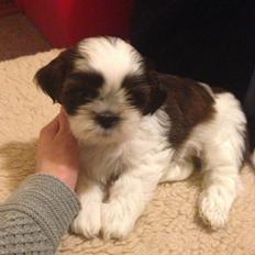 Shih tzu Armani