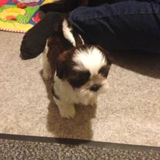 Shih tzu Armani