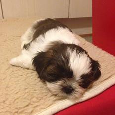 Shih tzu Armani