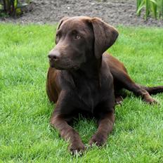 Labrador retriever Ronja