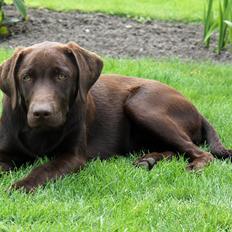 Labrador retriever Ronja