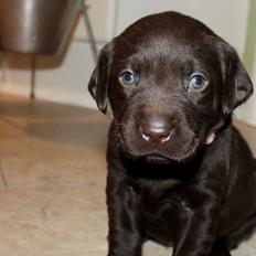 Labrador retriever Ronja