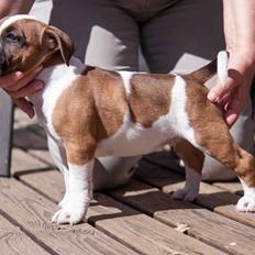 Staffordshire bull terrier Rochamgos Famous Falkner (Hemi)