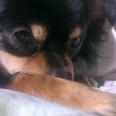 Blanding af racer Louie