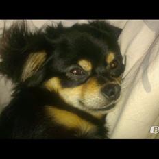 Blanding af racer Louie