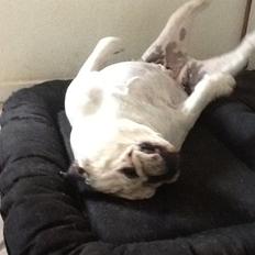 Engelsk bulldog Lilly of The Valley (Lilly)